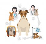 Dog - Contabilidade em Salvador - BA | Confacilidade